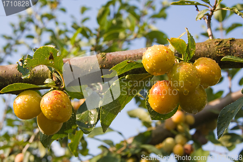 Image of mellow mirabelles