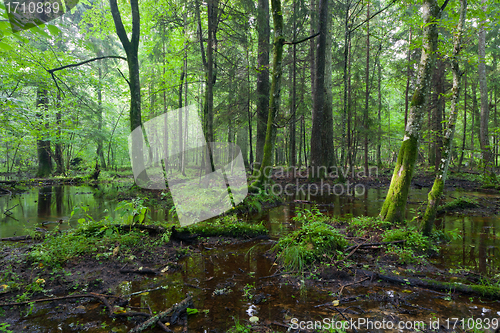 Image of Summertimesunrise in wet deciduous stand of Bialowieza Forest