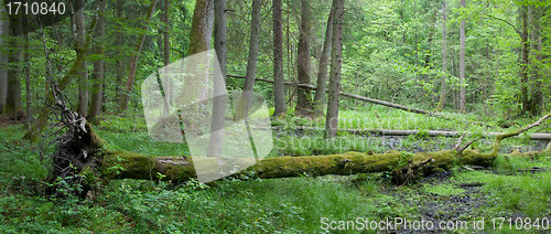 Image of Summer deciduous stand of Bialowieza Forest with hornbeam tree lying