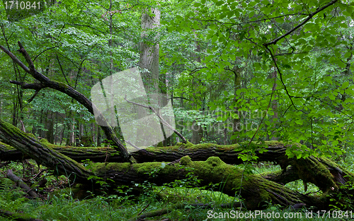 Image of Deciduous stand of Bialowieza Forest in summer