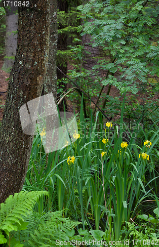 Image of Yellow Water Flag rain after