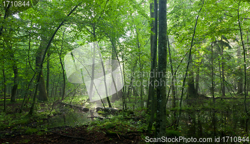 Image of Summer midday with light entering rich deciduous stand