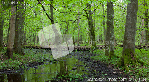 Image of Springtime wet deciduous forest with standing water