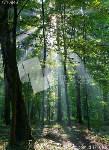 Image of Sunbeam entering rich deciduous forest