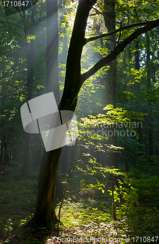 Image of Sunbeam entering rich deciduous forest
