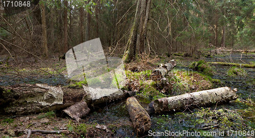 Image of Party declined stump with parts of broken birch tree