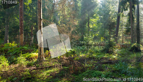 Image of Autumnal morning with sunbeams entering forest