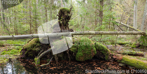 Image of Broken tree roots partly declined inside coniferous stand