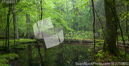 Image of Moss wraped oak trees lying in water