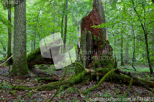 Image of Green young hornbeam tree and brokrn oak tree trunk