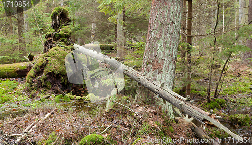 Image of Broken tree roots partly declined inside coniferous stand