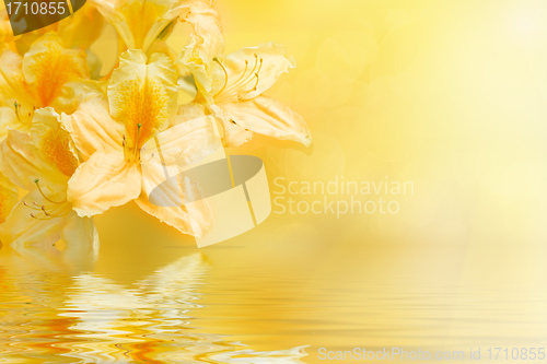 Image of yellow rhododendron azalea with shallow focus and water reflection