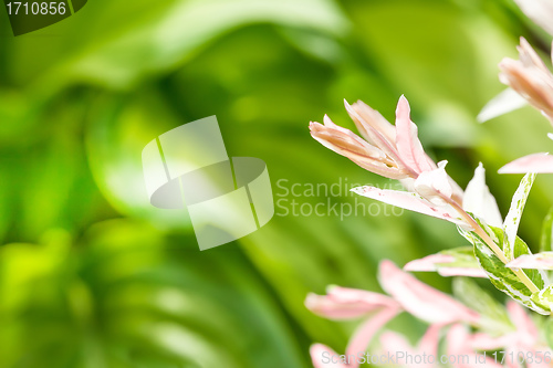 Image of Summer plant with blurred green background