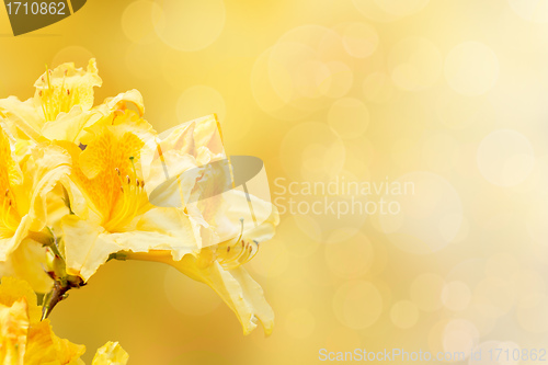 Image of yellow rhododendron azalea with shallow focus and bokeh