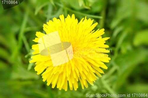 Image of Yellow dandelion on a green background