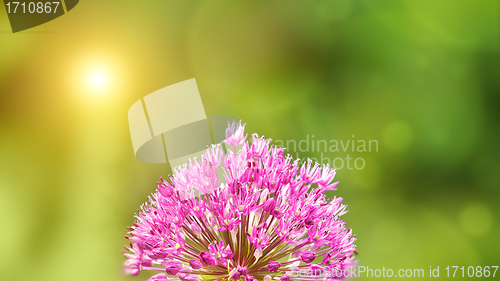 Image of Summer background with pink Allium flower in front