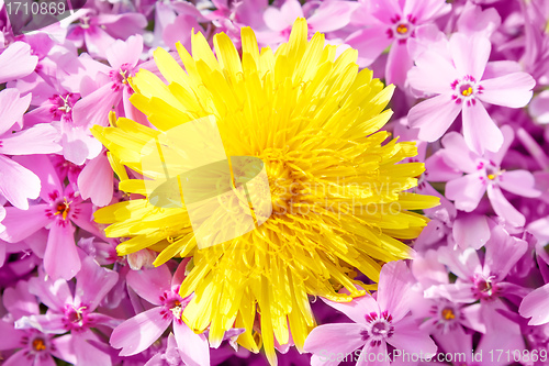 Image of Yellow dandelion on pink