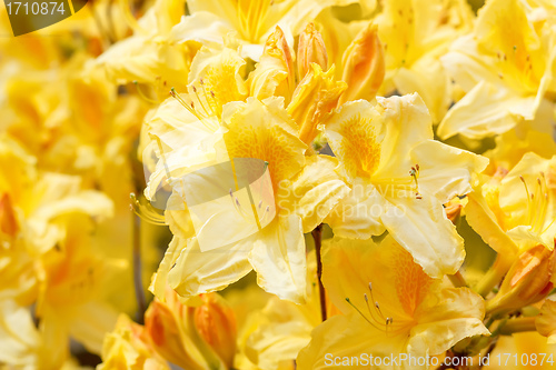 Image of Yellow azalea rhododendron flowers in full bloom 