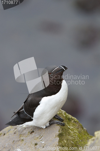 Image of Alk at Latrabjarg