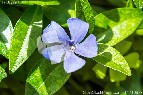 Image of periwinkle growing in the meadow