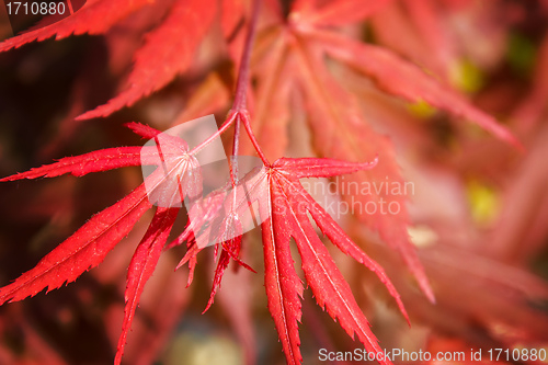 Image of natural red maple leaf background
