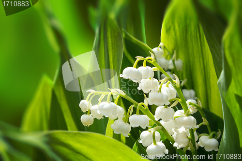 Image of Blooming Lily of the valley in spring garden