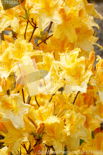 Image of Yellow azalea rhododendron flowers in full bloom 