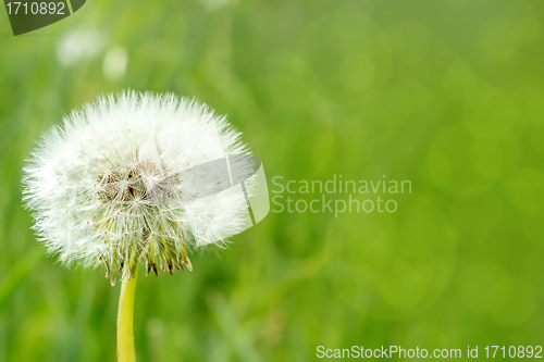 Image of close up of Dandelion on background green grass