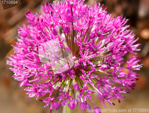 Image of closeup of purple Allium flower 