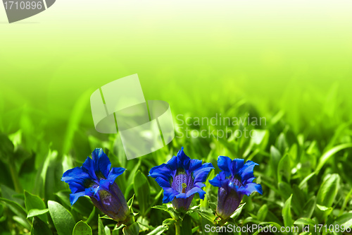 Image of Trumpet gentiana blue spring flower in garden