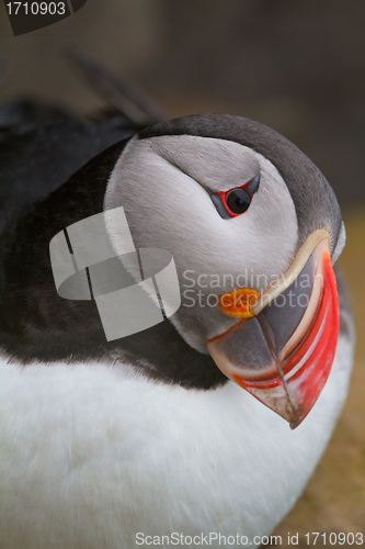 Image of Puffin at Latrabjarg