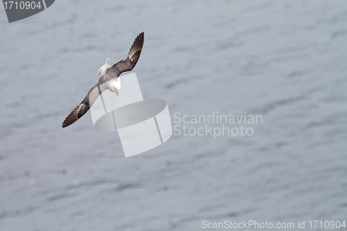 Image of Bird at Latrabjarg