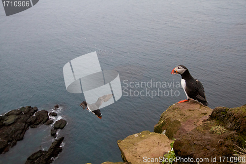 Image of Puffins at Latrabjarg