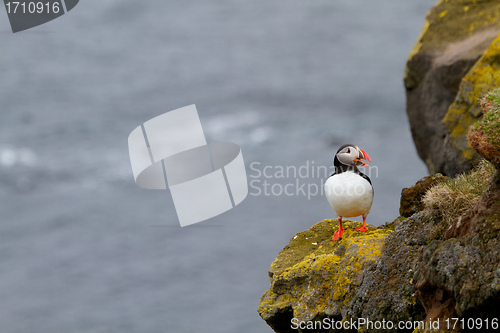 Image of Puffin at Latrabjarg