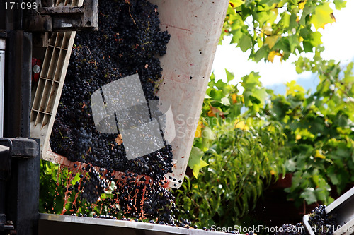 Image of Wine making in progress