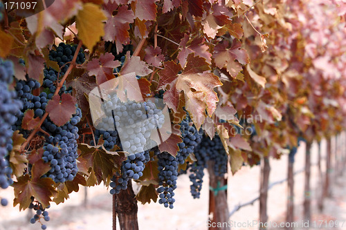 Image of Autumn winery