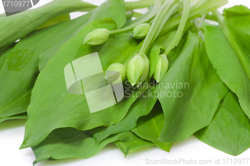 Image of Fresh ramsons