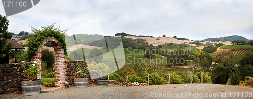 Image of California vineyard