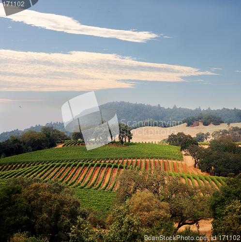 Image of California vineyard