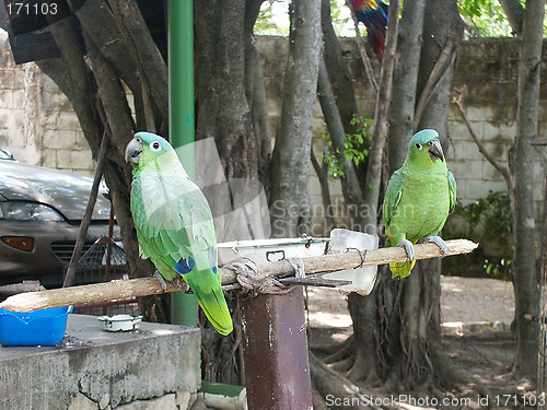 Image of parrots