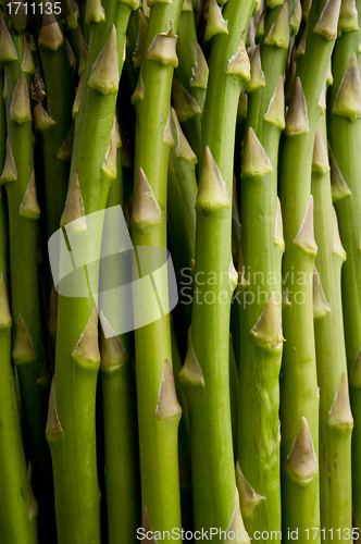 Image of close-up of asparagus