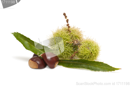 Image of Freshly harvested chestnuts