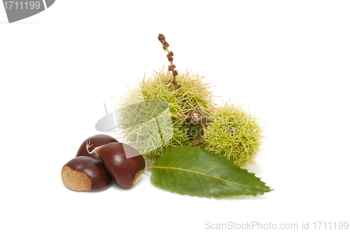 Image of Freshly harvested chestnuts