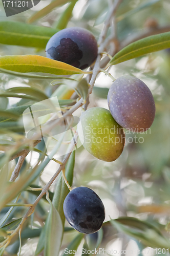 Image of olives in the olive