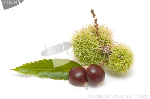 Image of Freshly harvested chestnuts