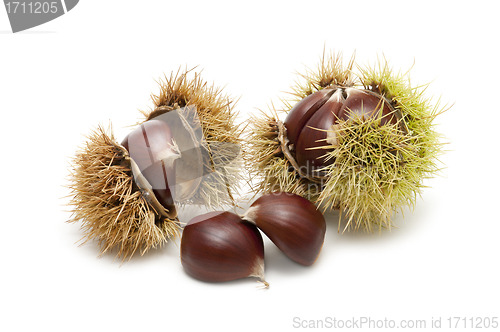 Image of Freshly harvested chestnuts