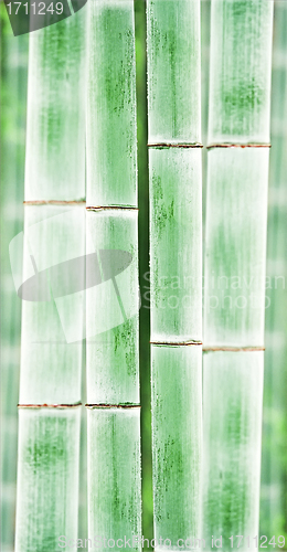 Image of bamboo background