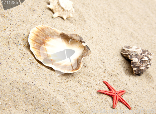 Image of seashells on white sand