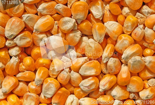 Image of corn seeds close up as background