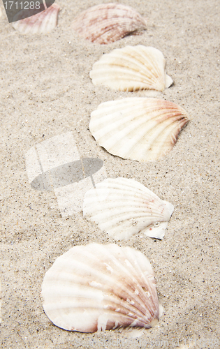 Image of pearl on the seashell